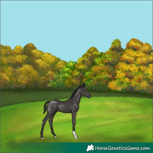 Horse Color:Smoky Black 