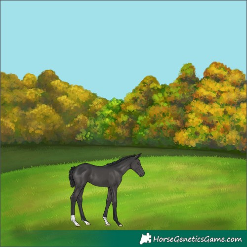 Horse Color:Black 