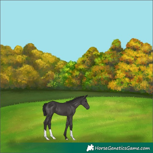 Horse Color:Smoky Black 