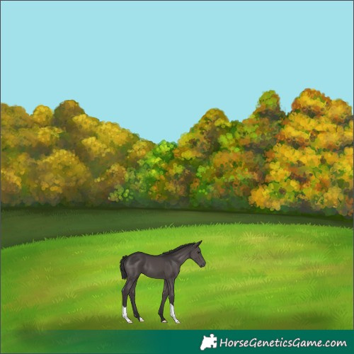 Horse Color:Smoky Black 