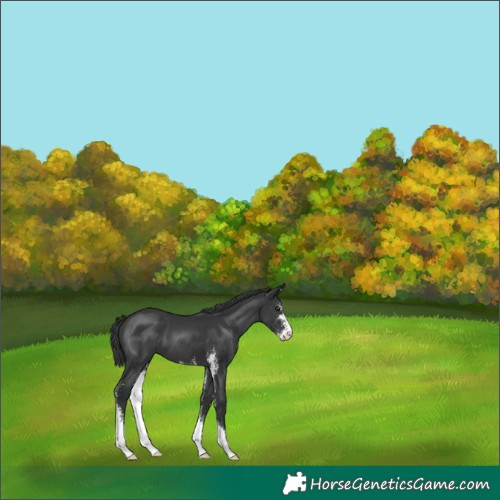 Horse Color:Black Sabino 