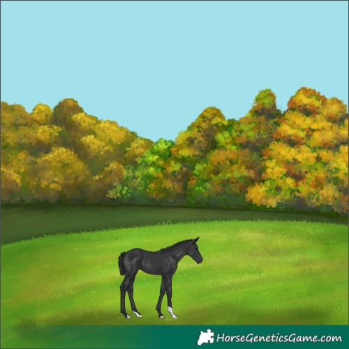 Horse Color:Black 