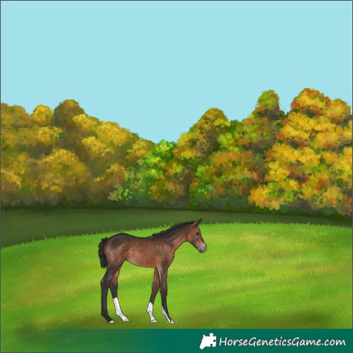 Horse Color:Brown 