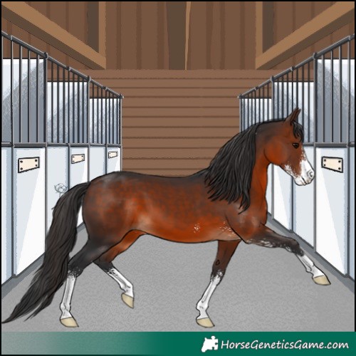 Horse Color:Brown Sabino 