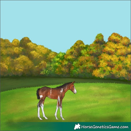 Horse Color:Bay Sabino 