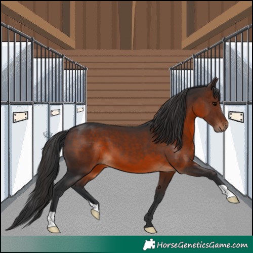 Horse Color:Brown 