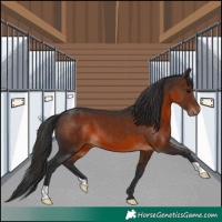 Horse Color:Brown 
