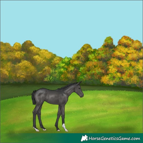 Horse Color:Black 