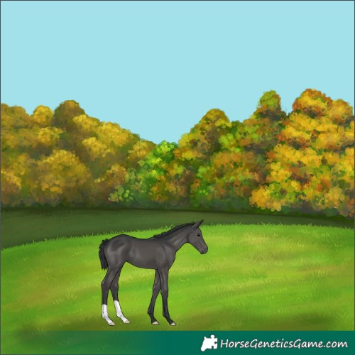 Horse Color:Black 
