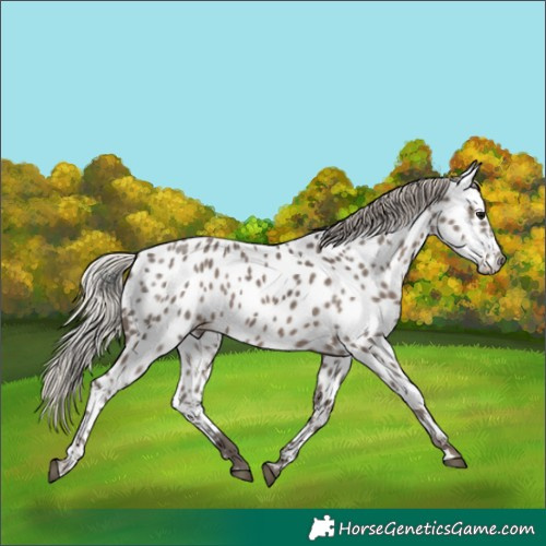 Horse Color:Silver Black Near Leopard 