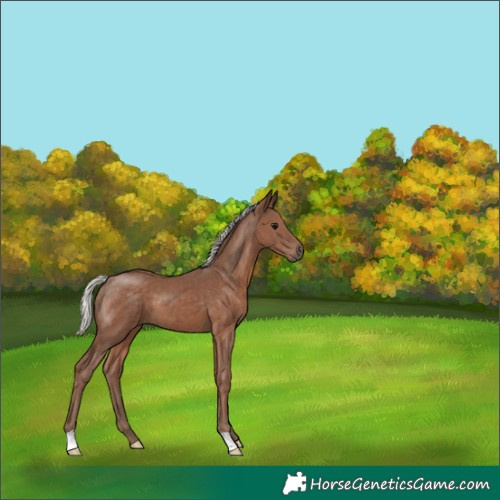 Horse Color:Silver Black 