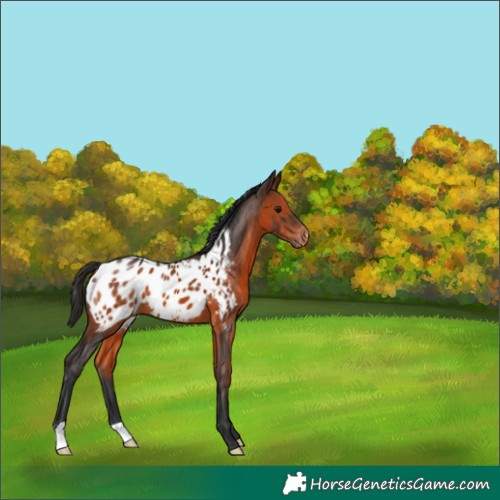 Horse Color:Brown Appaloosa