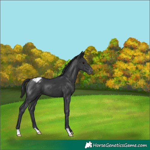 Horse Color:Black Appaloosa 
