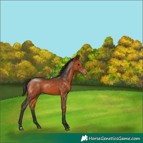 Horse Color:Bay Appaloosa