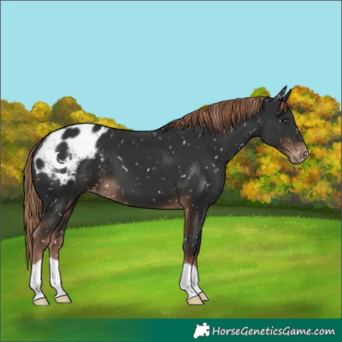 Horse Color:Liver Chestnut Appaloosa 