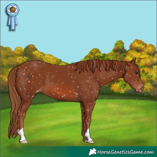 Horse Color:Chestnut Appaloosa 