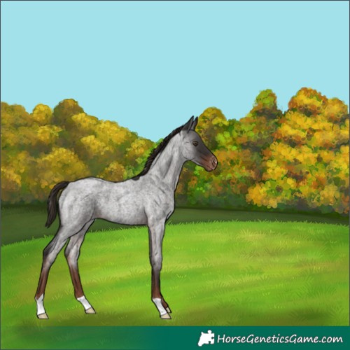 Horse Color:Liver Red Roan Appaloosa 