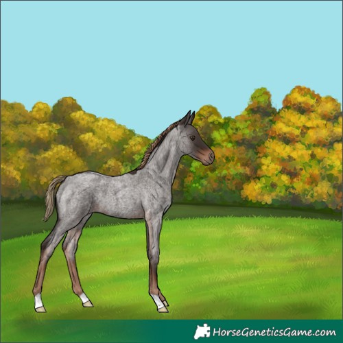 Horse Color:Liver Red Roan 