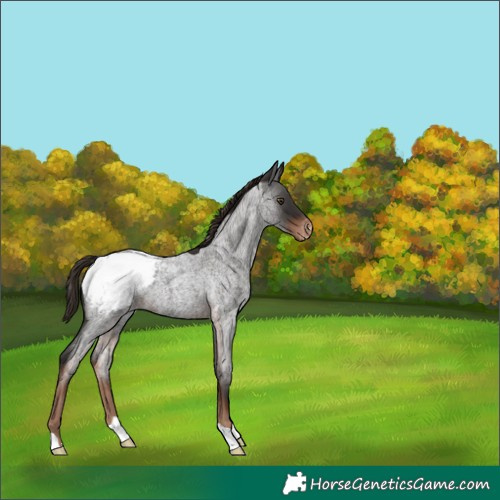 Horse Color:Liver Red Roan Appaloosa 