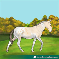 Horse Color:Buckskin Tobiano Appaloosa 