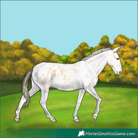 Horse Color:Buckskin Tobiano Blanket
