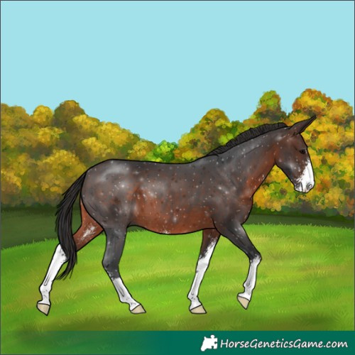 Horse Color:Brown Sabino 