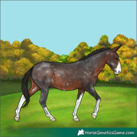 Horse Color:Brown Sabino