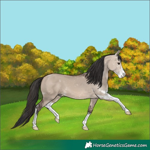 Horse Color:Brown Dun Mushroom Sabino 