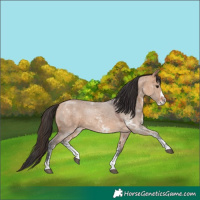 Horse Color:Bay Dun Sabino 