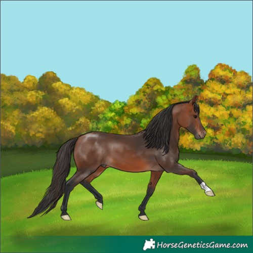 Horse Color:Bay 