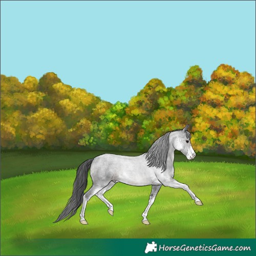 Horse Color:Blue Roan Sabino 