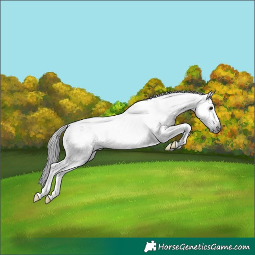 Horse Color:Gray Blue Roan Splash Tobiano Rabicano 
