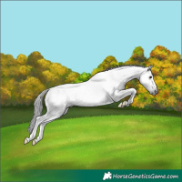Horse Color:Gray Blue Roan Splash Tobiano Rabicano