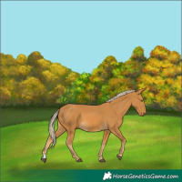 Horse Color:Palomino