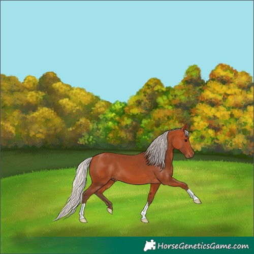 Horse Color:Silver Bay 