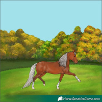 Horse Color:Silver Bay 