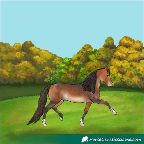 Horse Color:Bay 