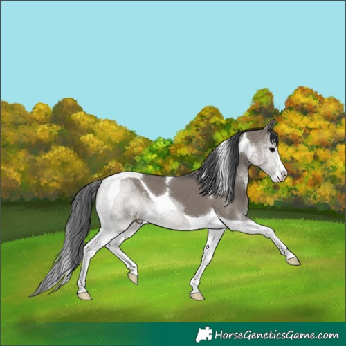 Horse Color:Grullo Sabino Tobiano 