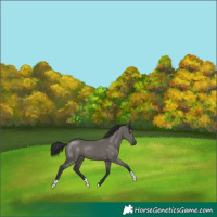 Horse Color:Grullo 