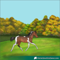 Horse Color:Brown Tobiano Rabicano 