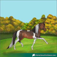 Horse Color:Brown Tobiano Rabicano