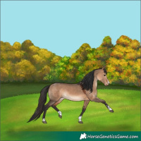 Horse Color:Brown Dun 