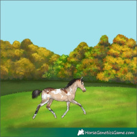 Horse Color:White Spotted Bay Dun