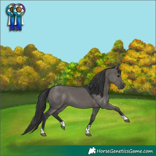 Horse Color:Grullo 