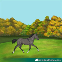 Horse Color:Grullo 