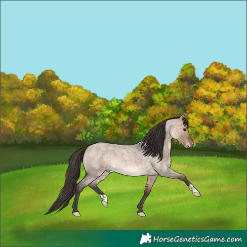 Horse Color:Bay Roan Dun 