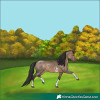 Horse Color:Brown Dun Sabino Tobiano 