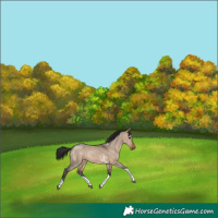 Horse Color:Brown Dun Sabino Tobiano