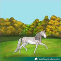 Horse Color:Silver Blue Roan Splash