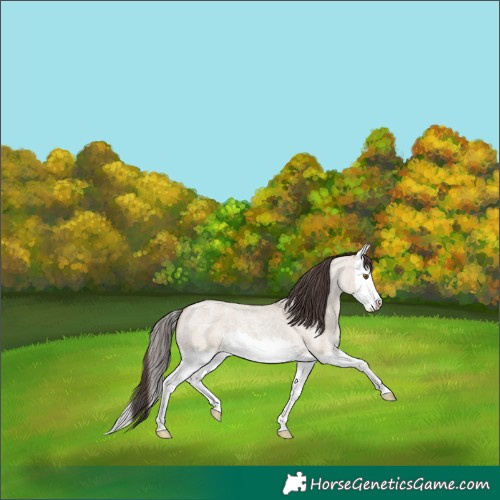 Horse Color:Classic Champagne Roan Dun Splash 